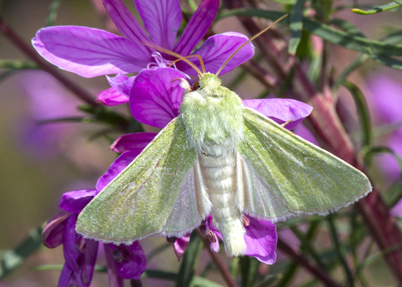 Calamia tridens - Noctuidae